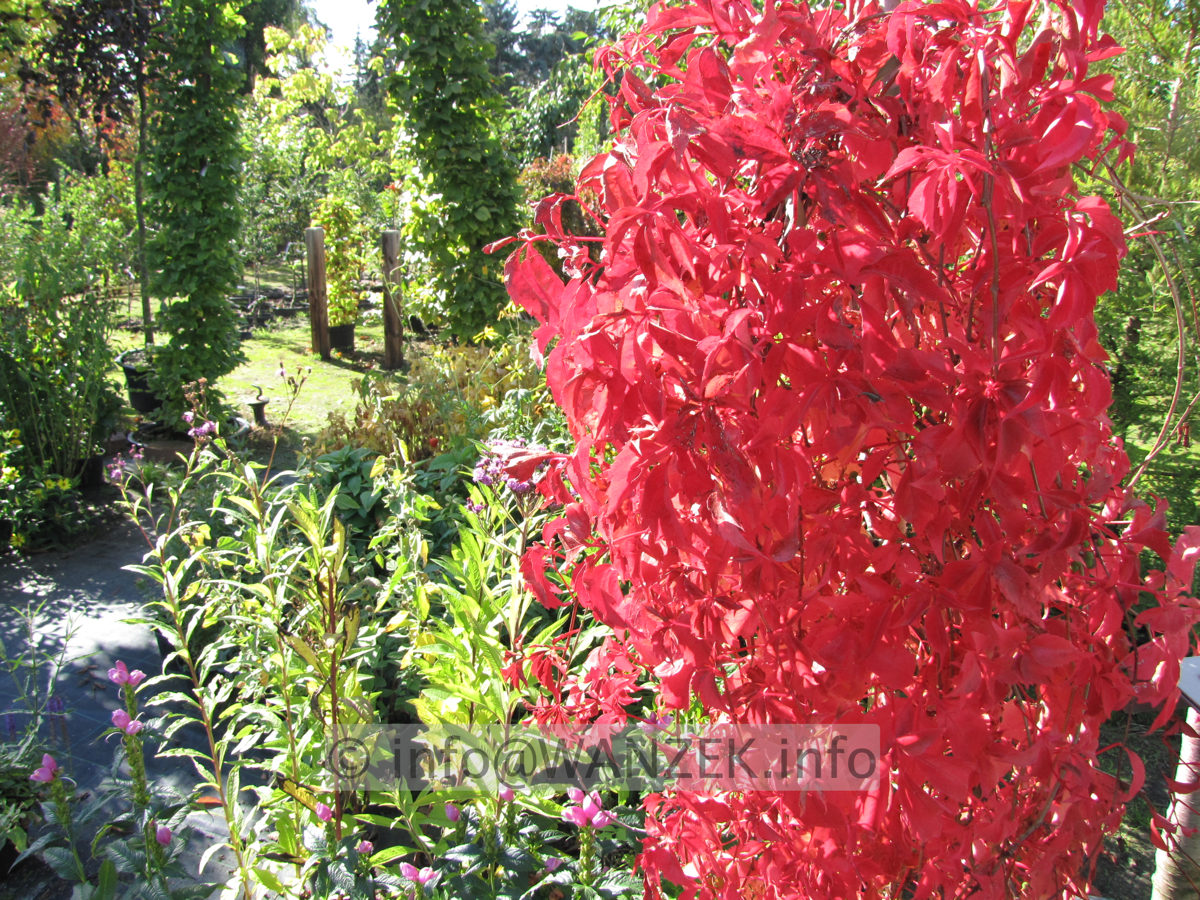 Parthenocissus quinquefolia Engelmannii - Herbst 02.JPG